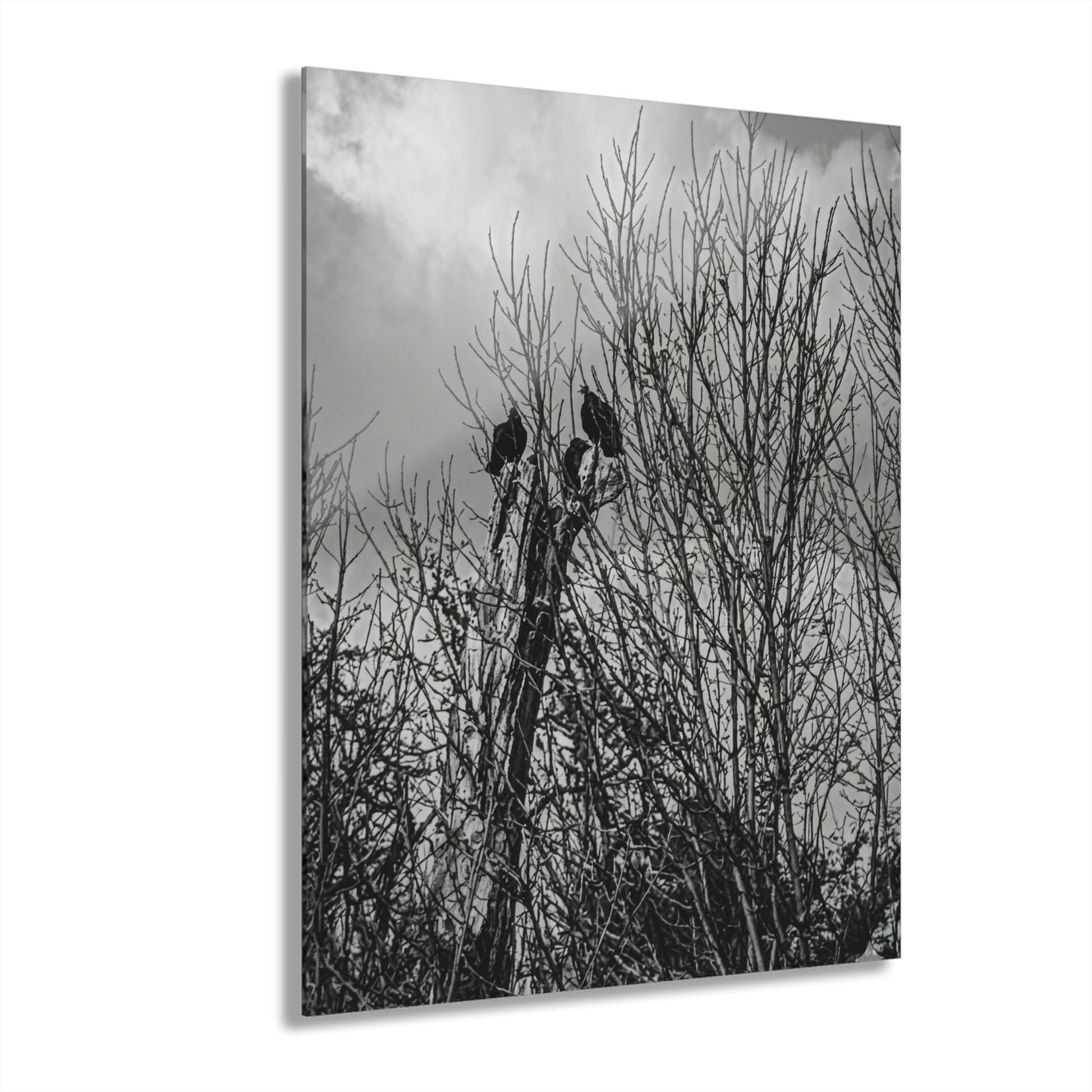 Black & White Buzzards in Winter Trees French Cleat Hanging - - Home Decor
