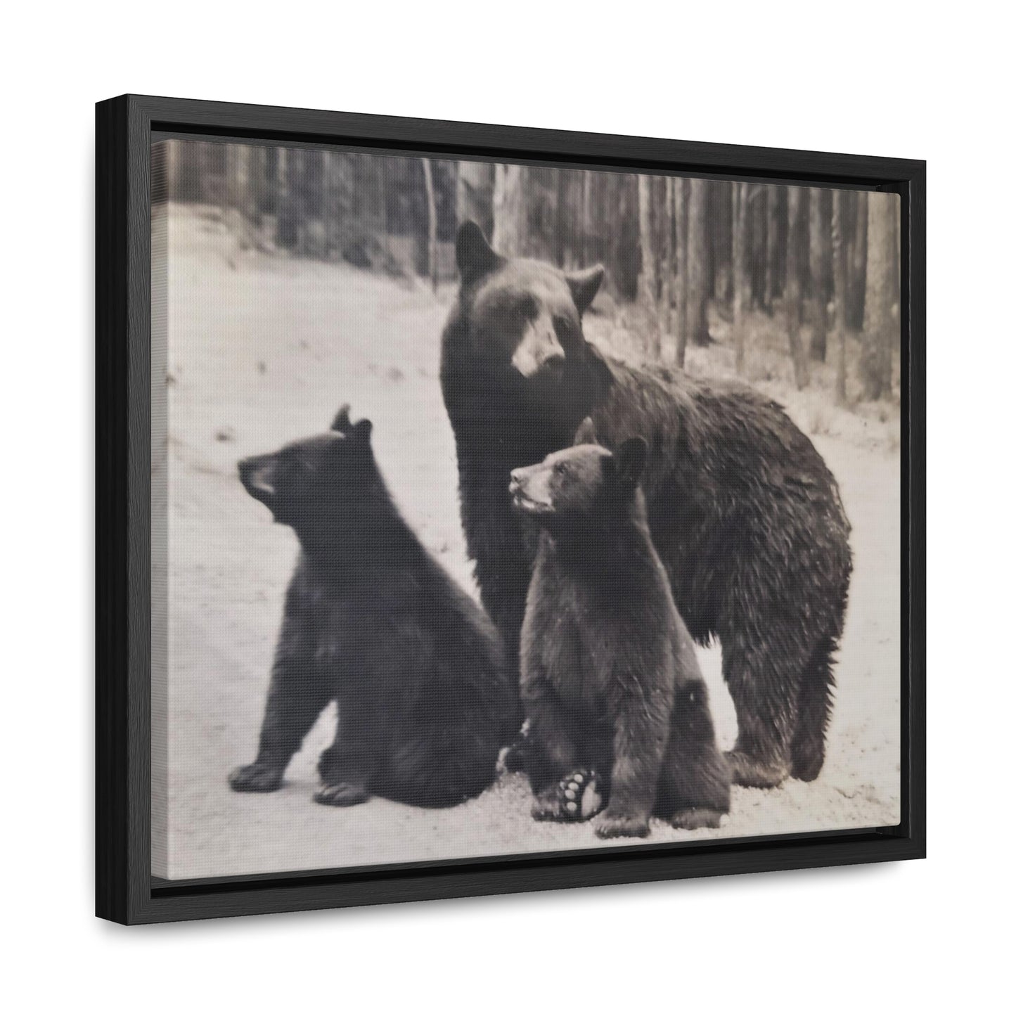 Yellowstone Black Bears Gallery Canvas Wraps, Horizontal Frame