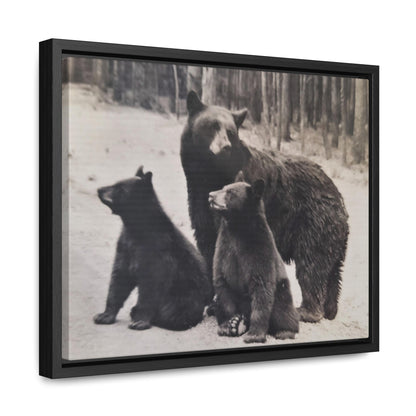 Yellowstone Black Bears Gallery Canvas Wraps