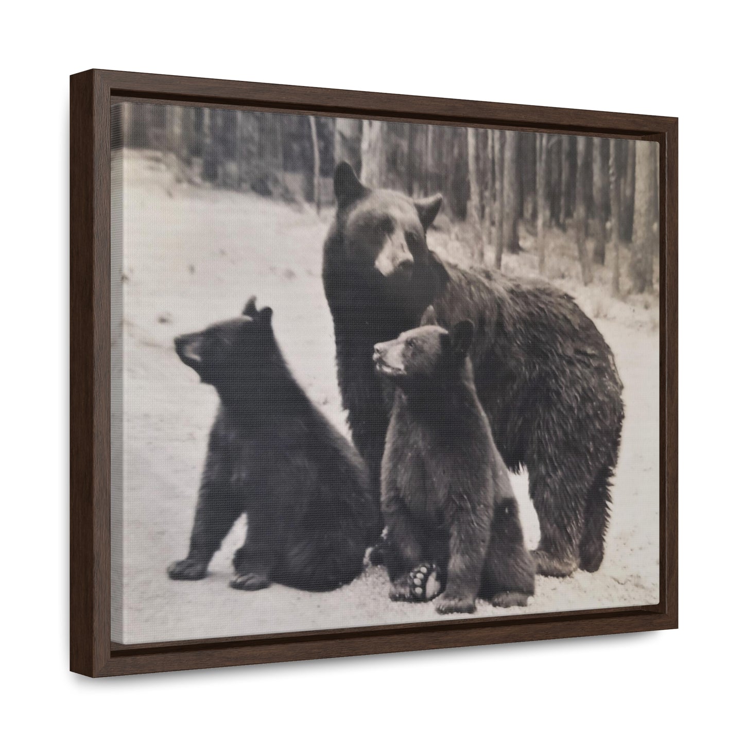 Yellowstone Black Bears Gallery Canvas Wraps, Horizontal Frame