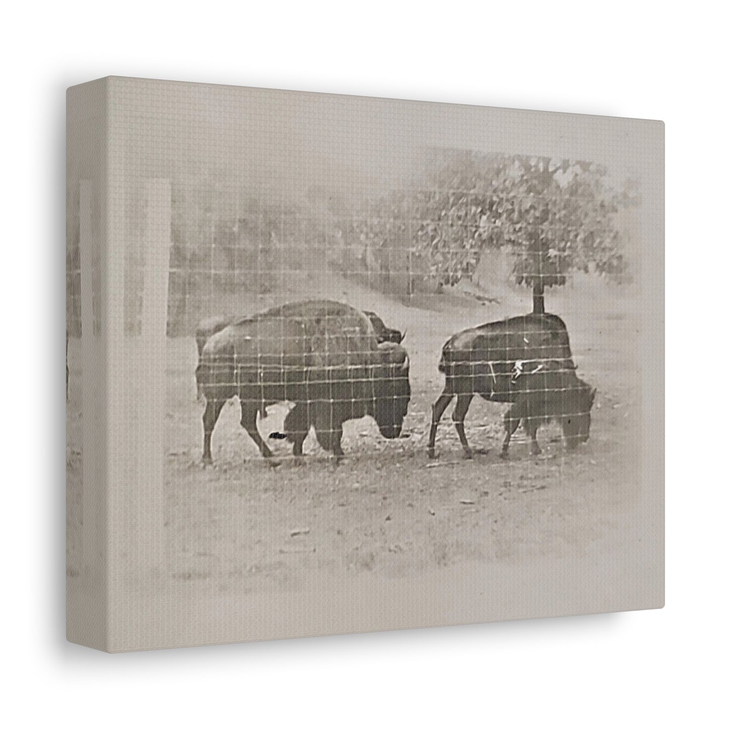 Buffalo at Redwood Falls Stretched Canvas