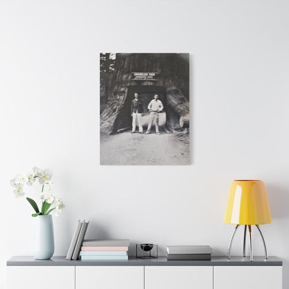 Chandelier Redwood Tree Satin Canvas Stretched