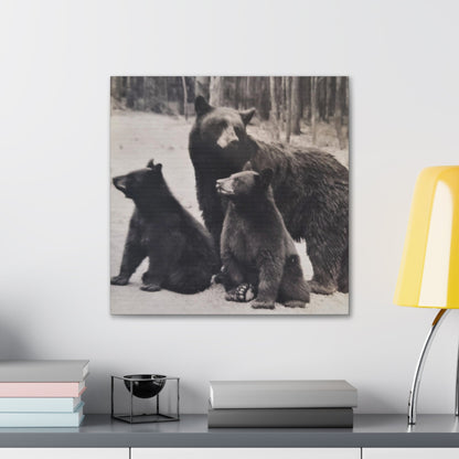 Yellowstone Black Bears Canvas Gallery Wraps 20″ x 20″ 1.25"