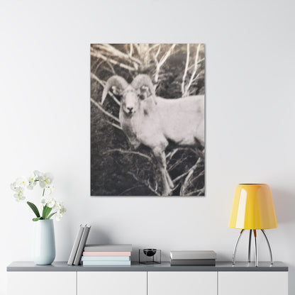 Yellowstone Big Horn Sheep Canvas Gallery Wraps 30″ x 40″ 1.25"