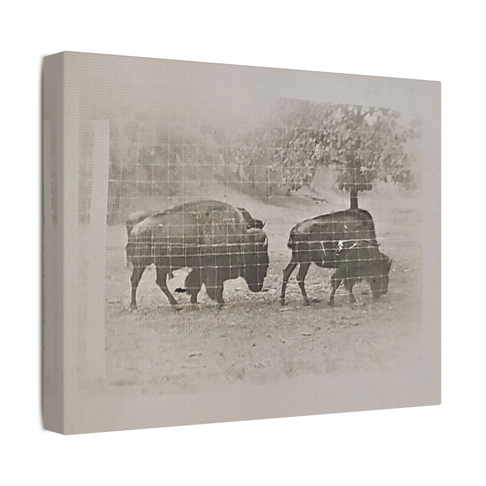 Buffalo at Redwood Falls Satin Canvas Stretched
