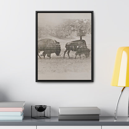 Buffalo at Redwood Falls Gallery Canvas Wraps Vertical Frame 16″ x 20″ Premium Gallery Wraps (1.25″) Black