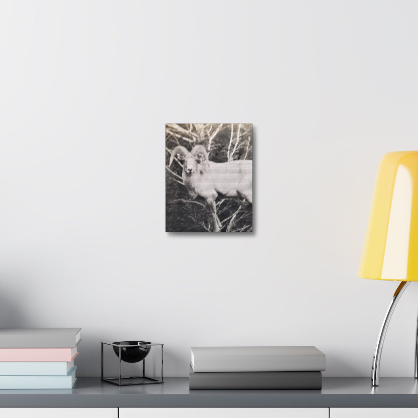 Yellowstone Big Horn Sheep Stretched Canvas 1.5" 8″ x 10″