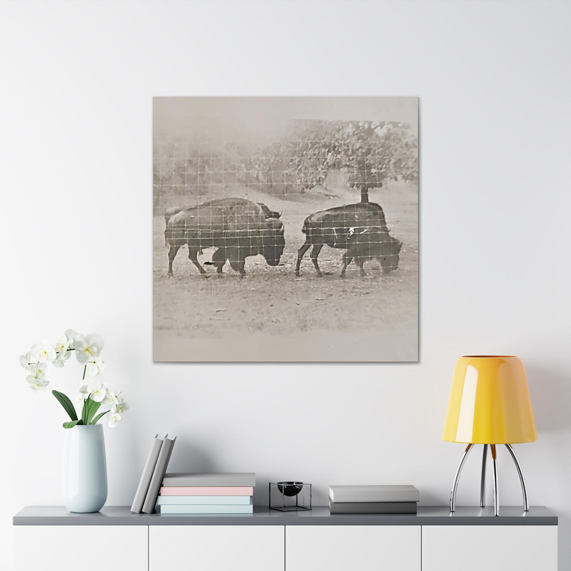 Buffalo at Redwood Falls Canvas Gallery Wraps - 36″ x 36″ 1.25" - Canvas