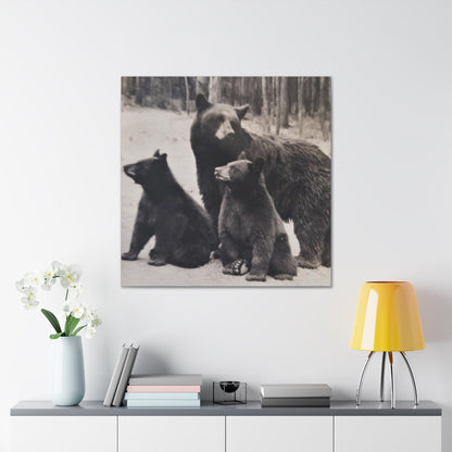 Yellowstone Black Bears Canvas Gallery Wraps 36″ x 36″ 1.25"