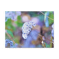 Macro Blue Canvas Gallery Wraps 16″ x 12″ 1.25"