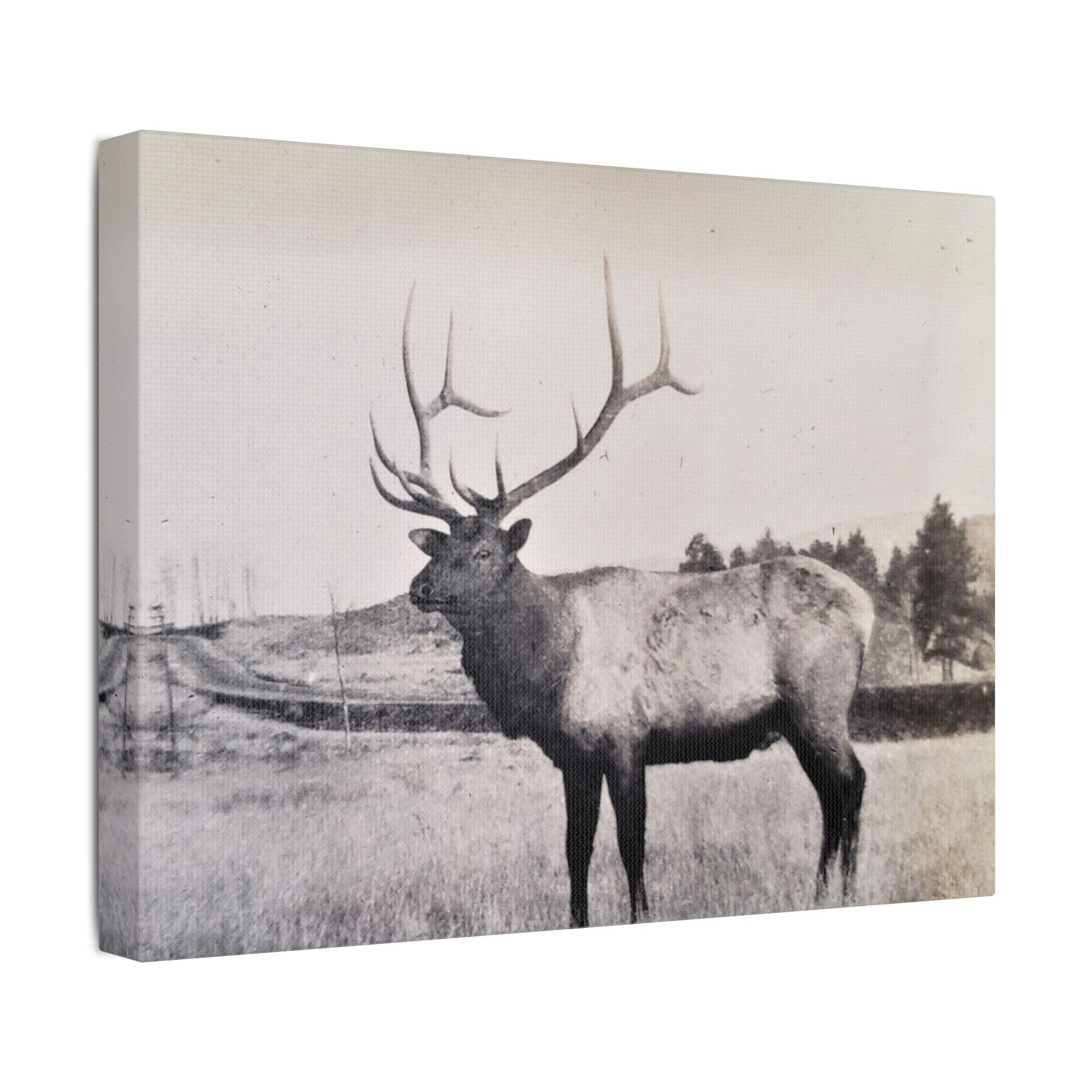 Yellowstone Bull Elk Satin Canvas Stretched