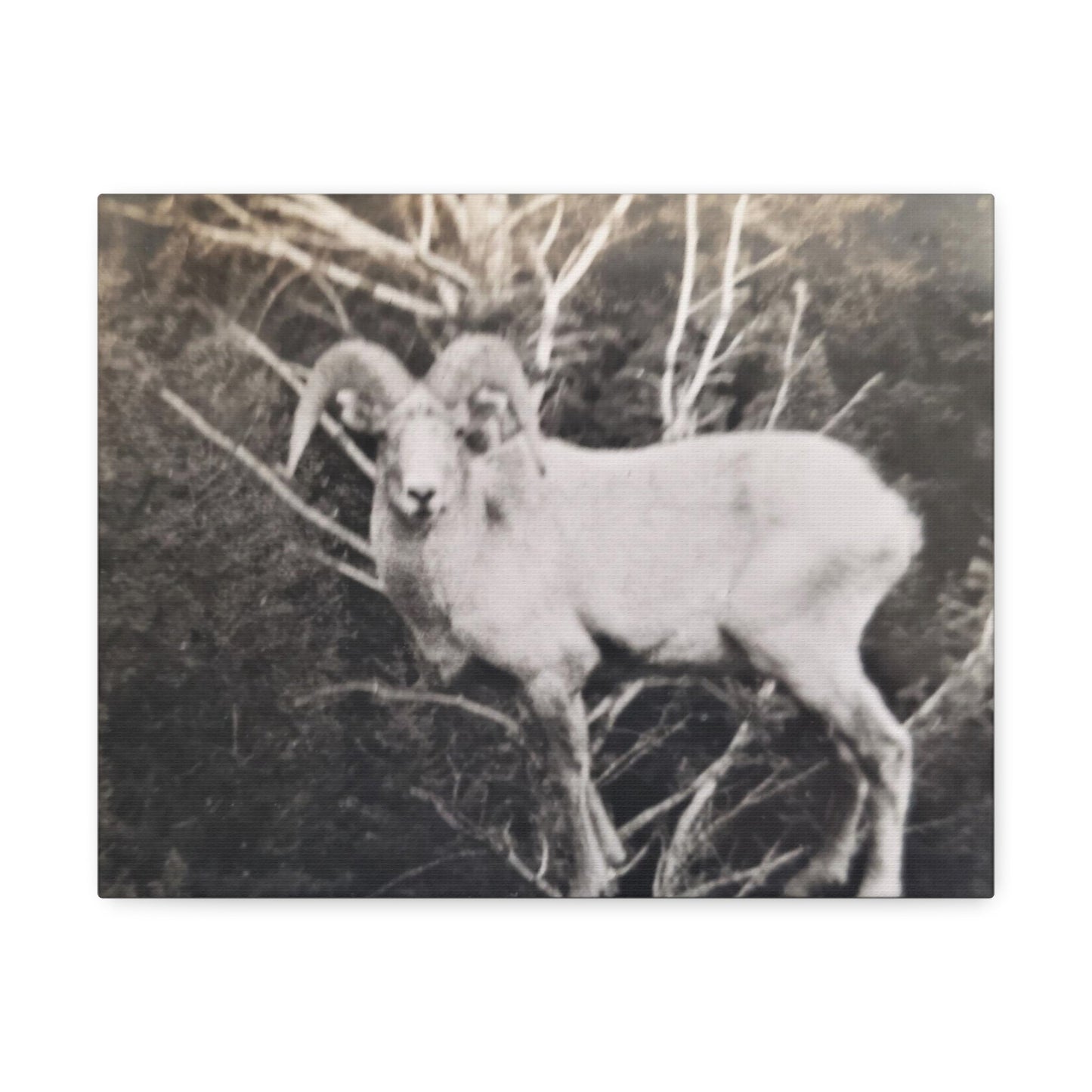 Yellowstone Big Horn Sheep Stretched Canvas