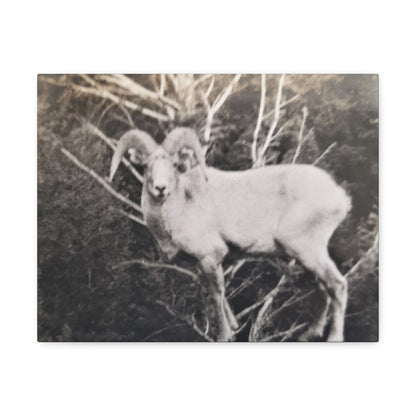 Yellowstone Big Horn Sheep Stretched Canvas
