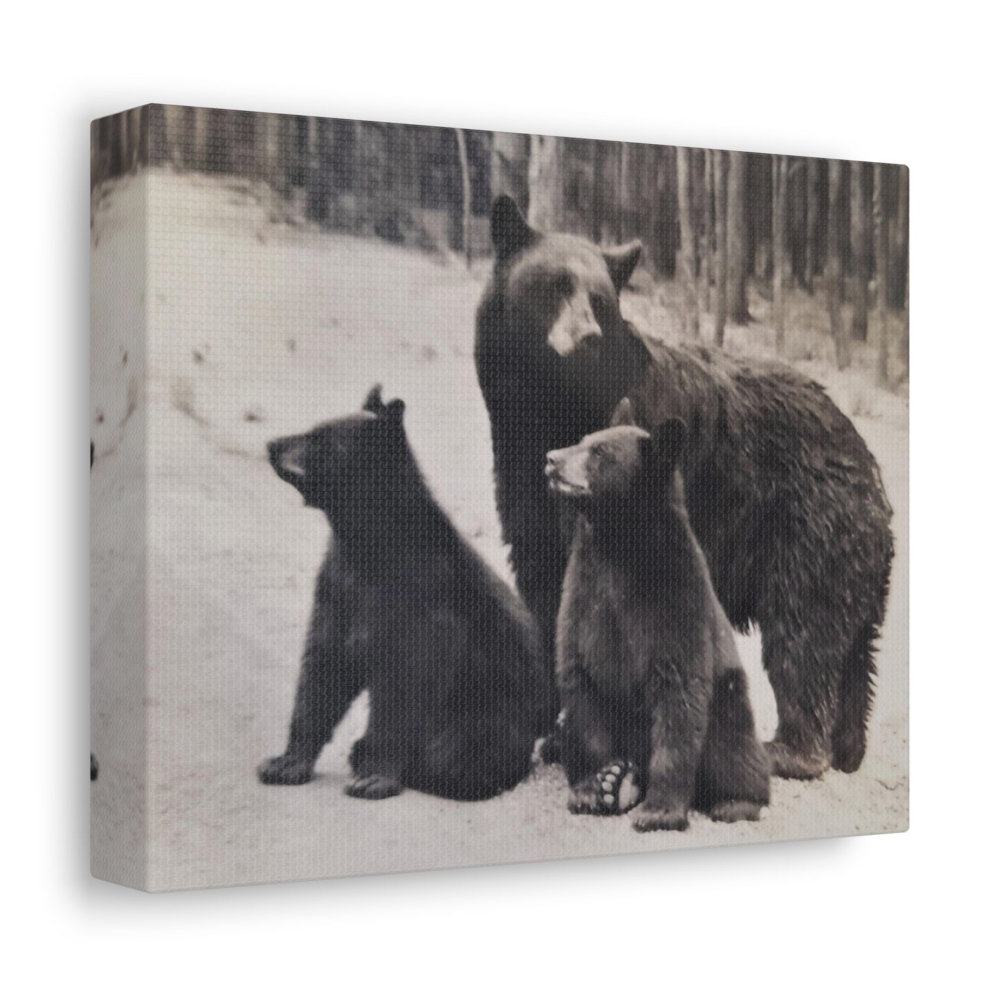 Yellowstone Black Bears Stretched Canvas