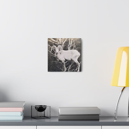 Yellowstone Big Horn Sheep Canvas Gallery Wraps 10″ x 10″ 1.25"