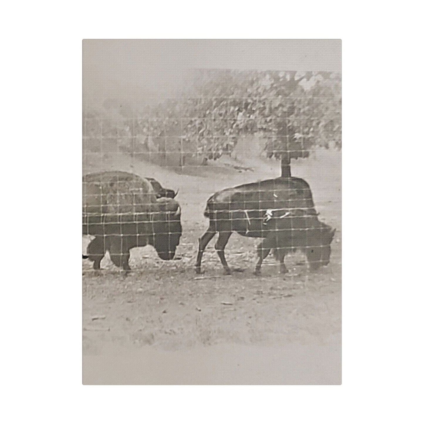 Buffalo at Redwood Falls Satin Canvas Stretched