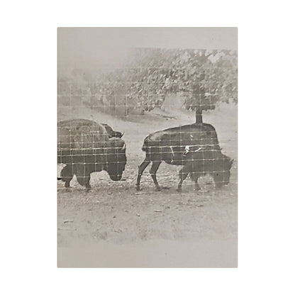 Buffalo at Redwood Falls Satin Canvas Stretched
