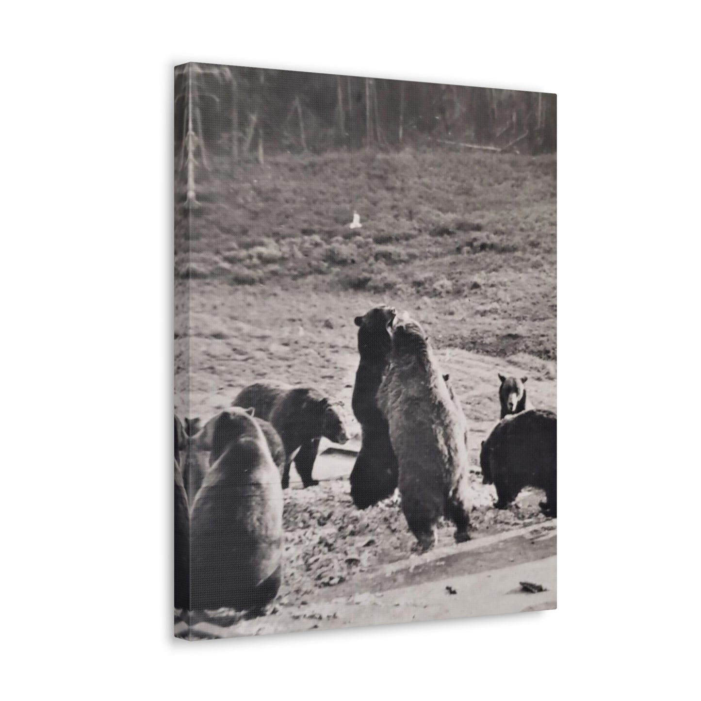 Yellowstone Grizzly Bears Canvas Gallery Wraps