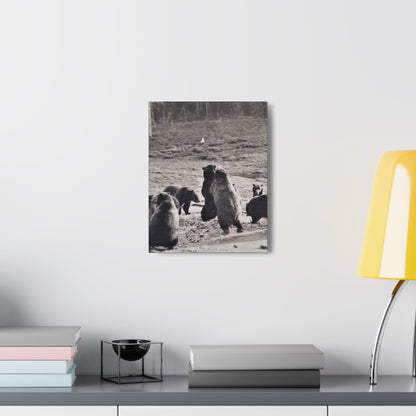 Yellowstone Grizzly Bears Canvas Gallery Wraps 11″ x 14″ 1.25"