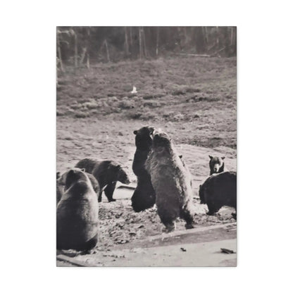 Yellowstone Grizzly Bears Stretched Canvas