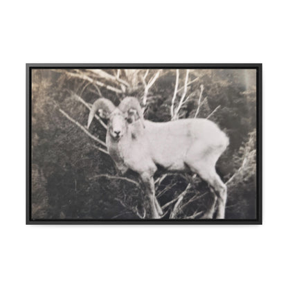 Yellowstone Big Horn Sheep Gallery Canvas Wraps, Horizontal Frame