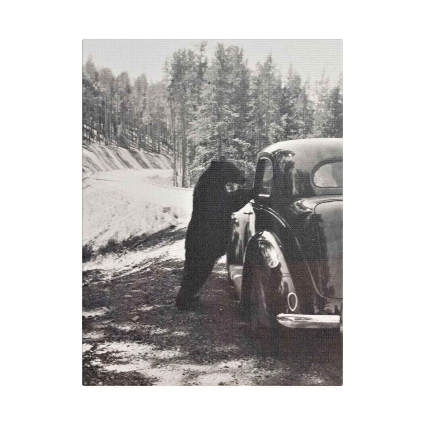 Yellowstone Bear Car Satin Canvas, Stretched