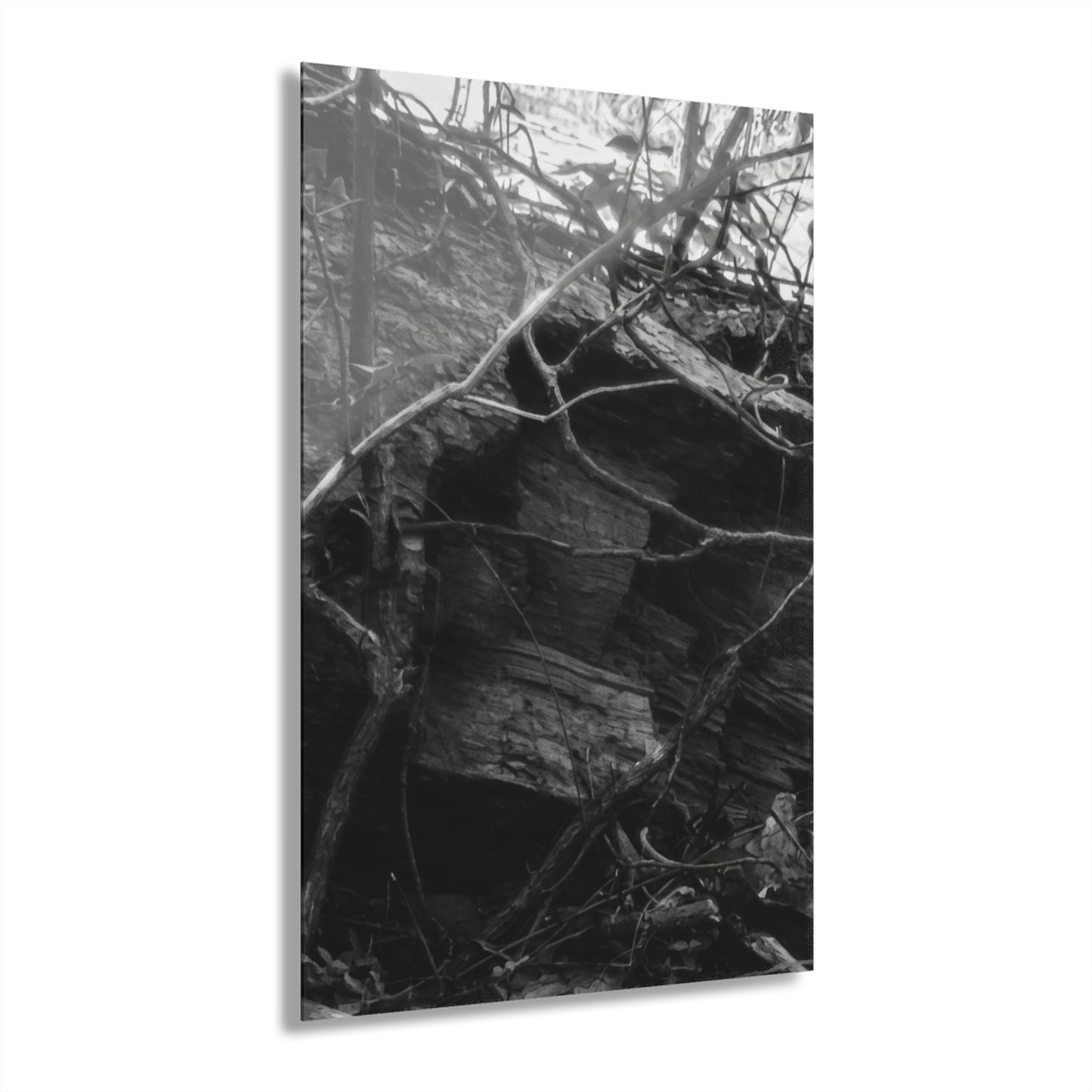 Black & White Forest Acrylic Print French Cleat Hang - - Home Decor