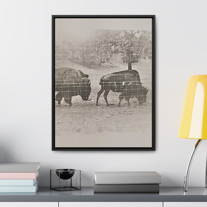 Buffalo at Redwood Falls Gallery Canvas Wraps Vertical Frame 18″ x 24″ Premium Gallery Wraps (1.25″) Black