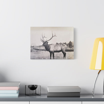 Yellowstone Bull Elk Satin Canvas Stretched 16″ x 12″ (Horizontal) 1.5"