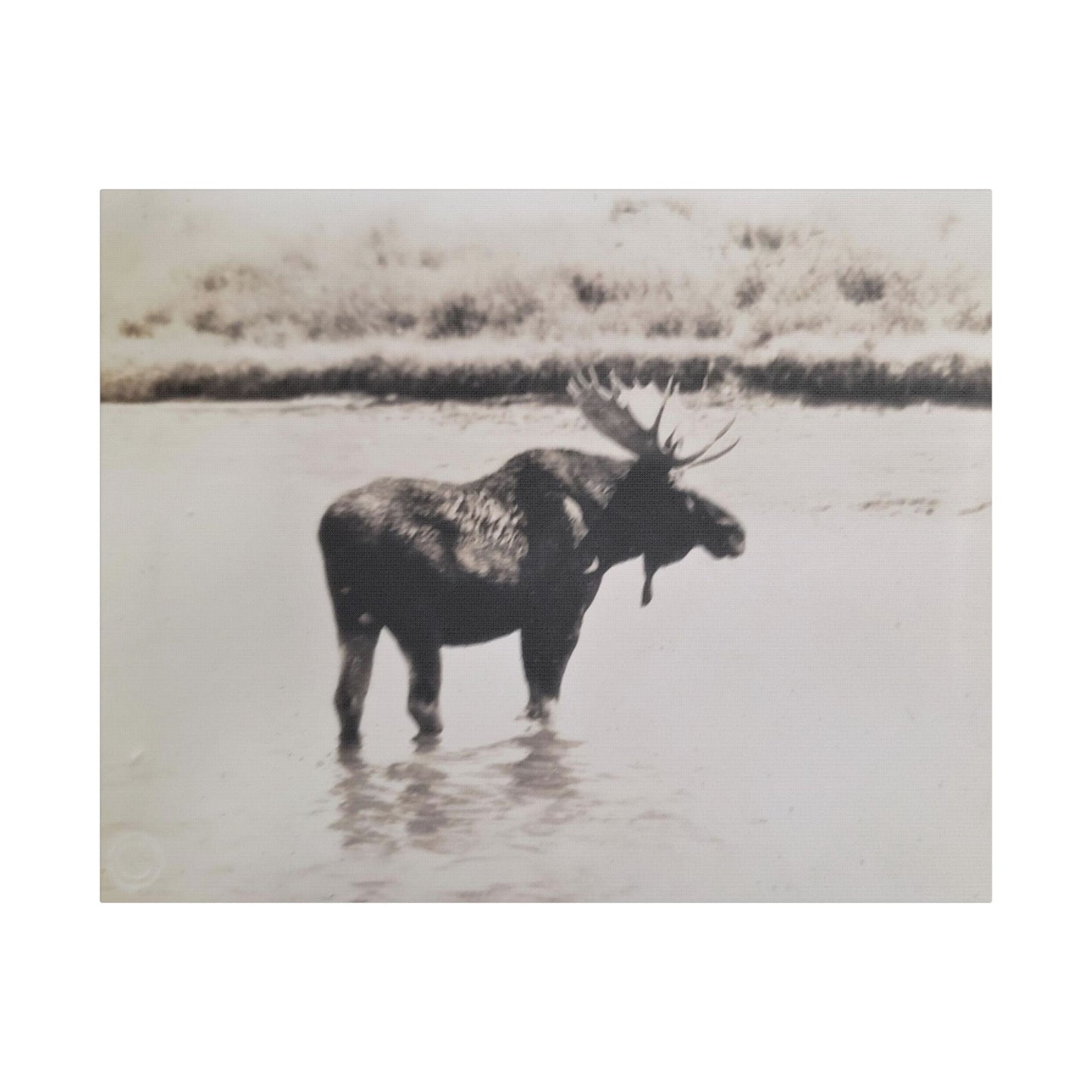 Yellowstone Bull Moose Satin Canvas Stretched