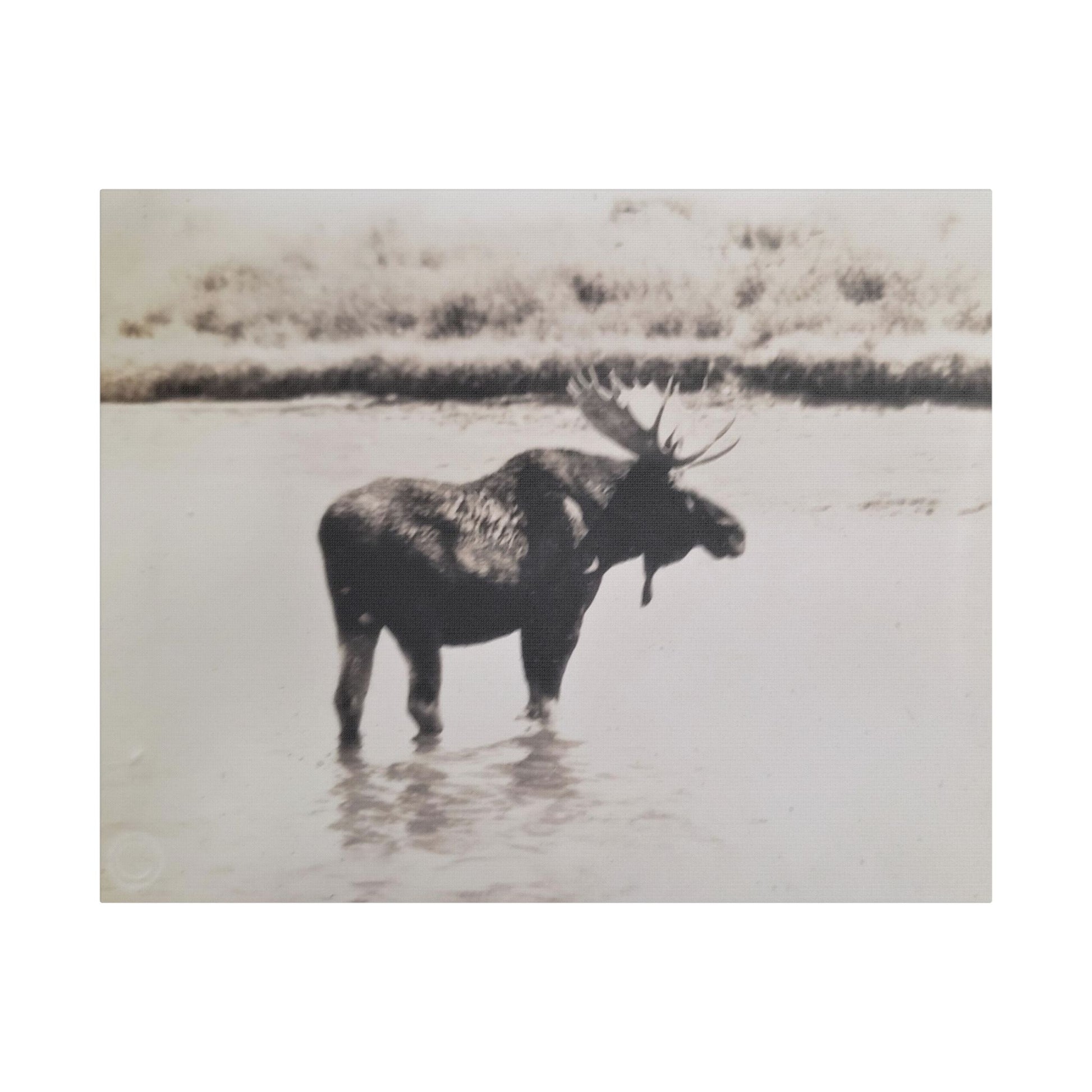 Yellowstone Bull Moose Satin Canvas Stretched