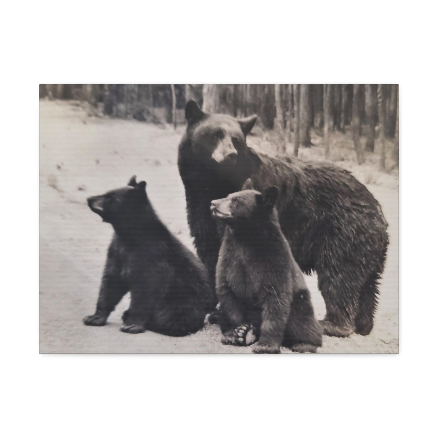 Yellowstone Black Bears Stretched Canvas