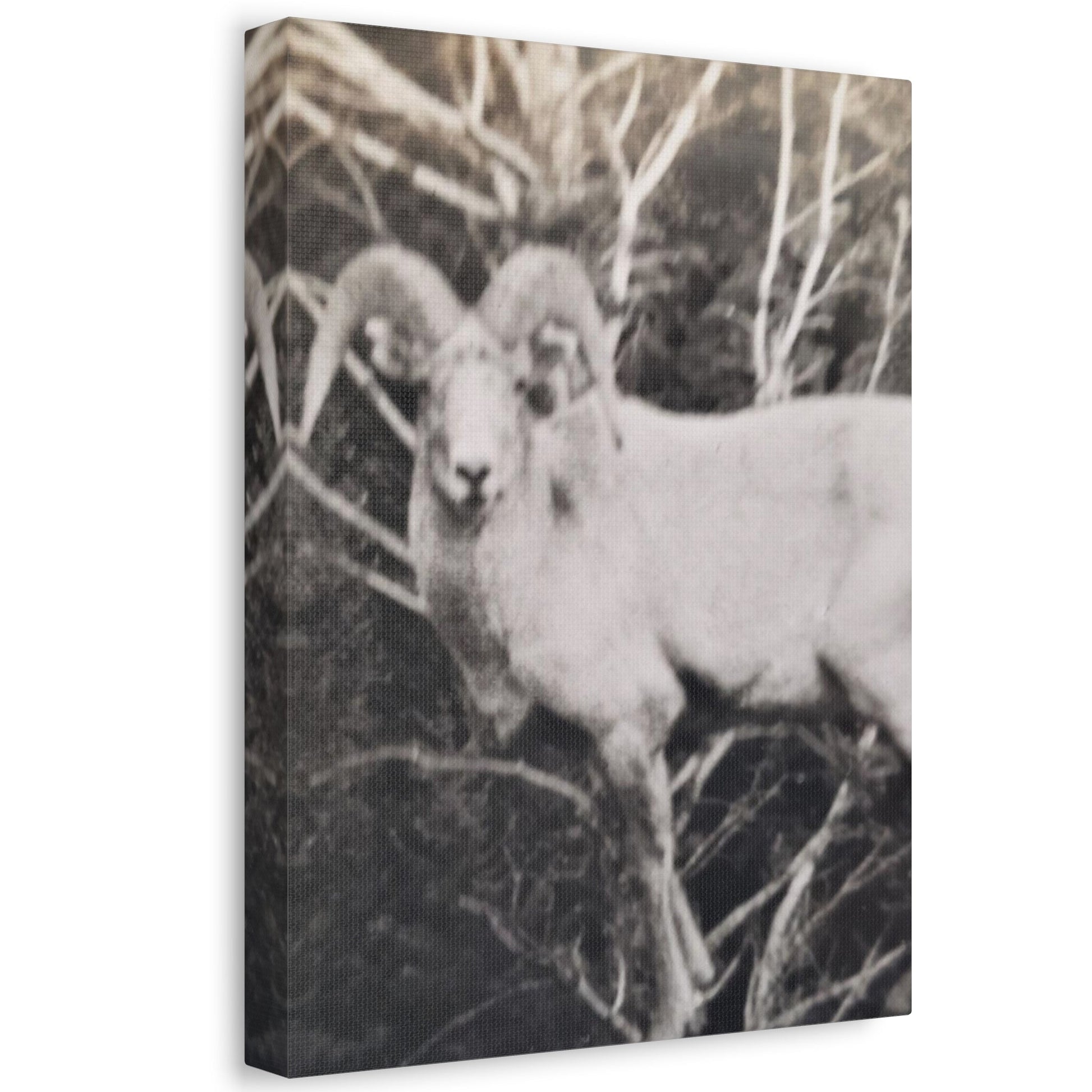 Yellowstone Big Horn Sheep Stretched Canvas