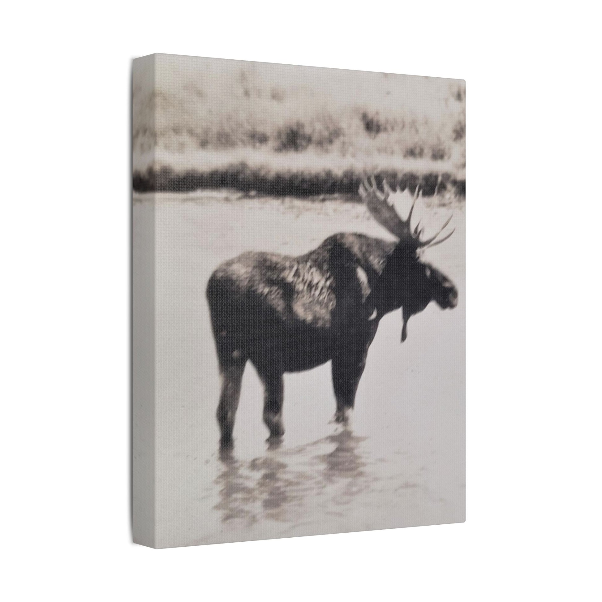 Yellowstone Bull Moose Satin Canvas Stretched