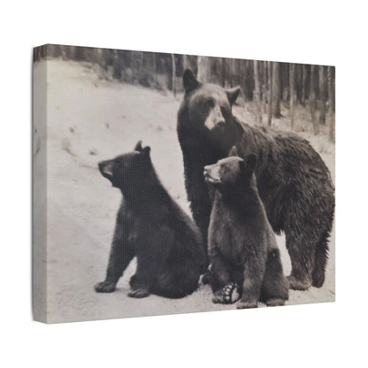 Yellowstone Black Bears Satin Canvas Stretched