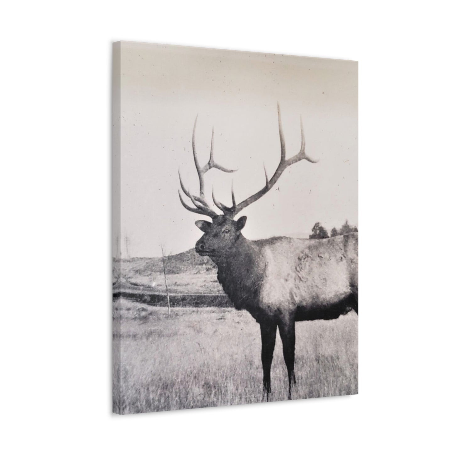 Yellowstone Bull Elk Stretched Canvas