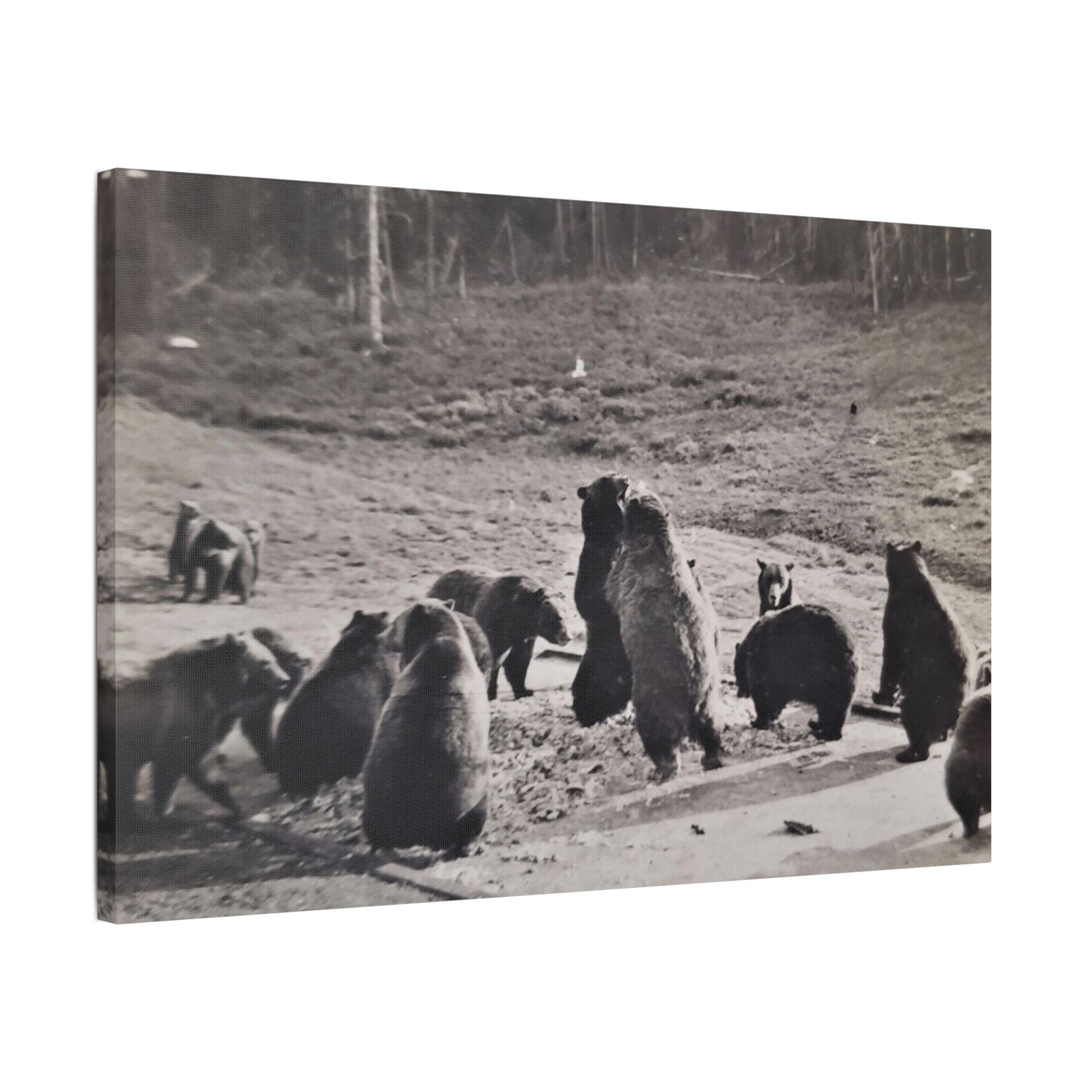 Yellowstone Grizzly Bears Satin Canvas Stretched