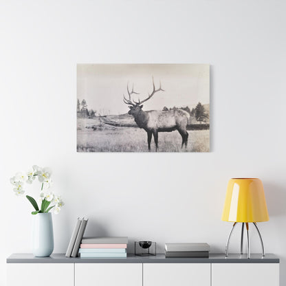 Yellowstone Bull Elk Satin Canvas Stretched 36″ x 24″ (Horizontal) 1.5"
