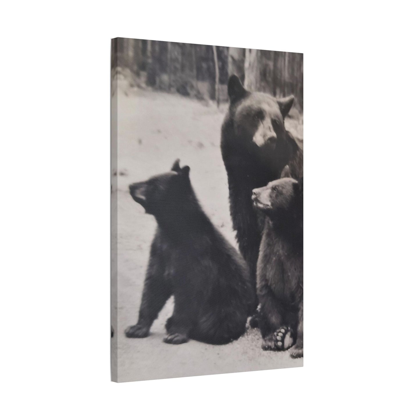 Yellowstone Black Bears Satin Canvas, Stretched