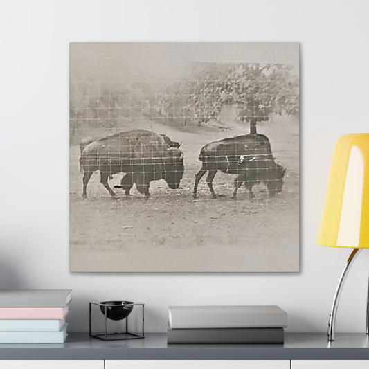 Buffalo at Redwood Falls Canvas Gallery Wraps