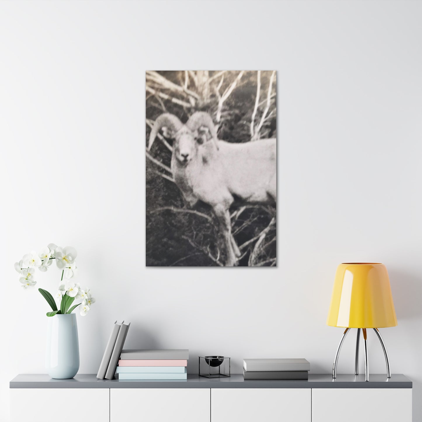 Yellowstone Big Horn Sheep Canvas Gallery Wraps