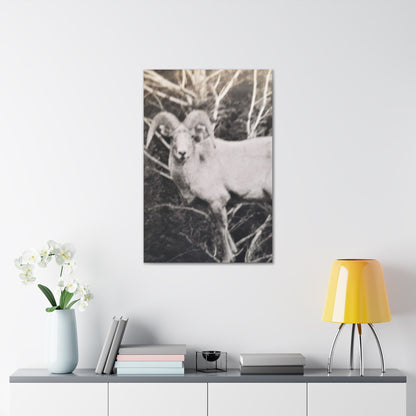 Yellowstone Big Horn Sheep Canvas Gallery Wraps 24″ x 36″ 1.25"