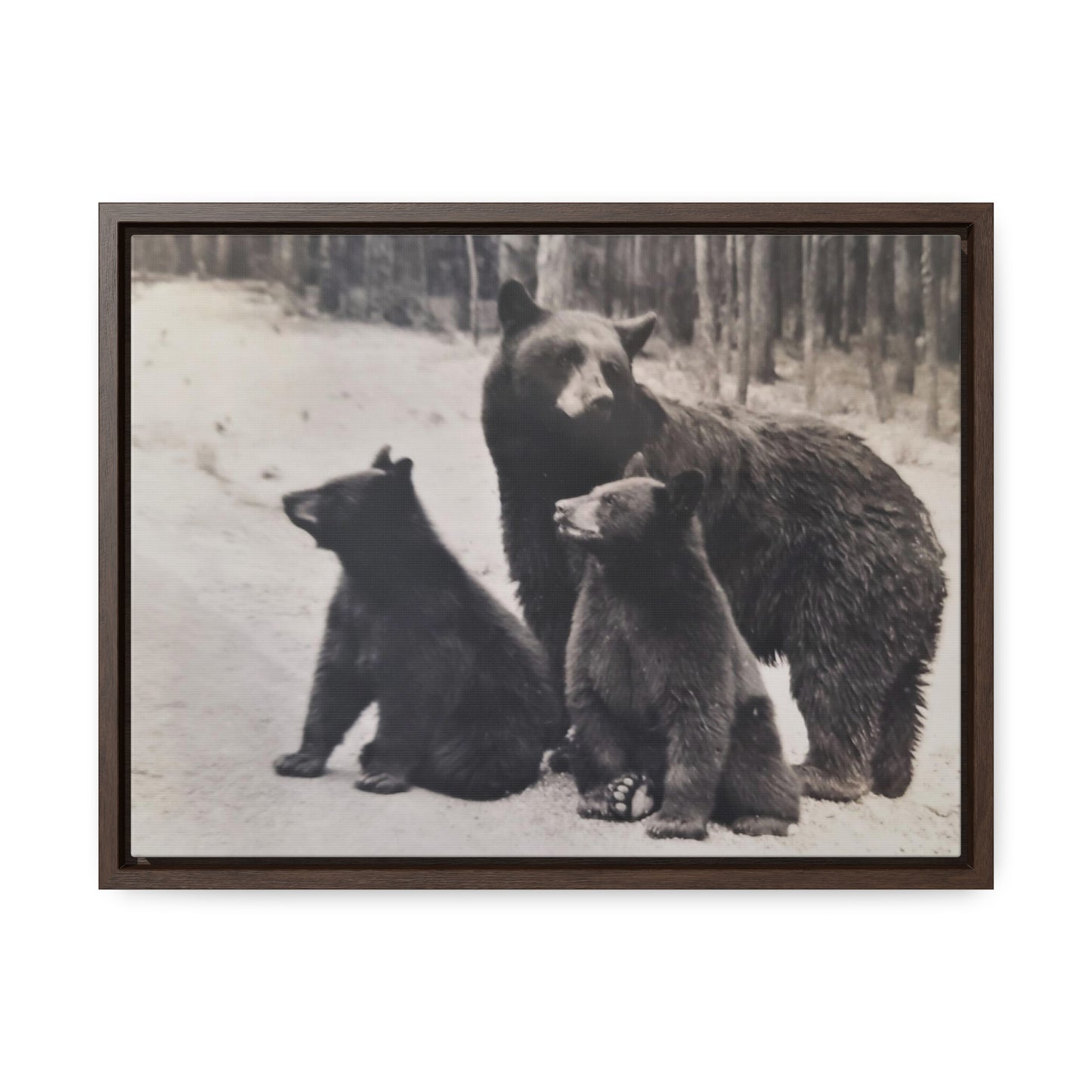 Yellowstone Black Bears Gallery Canvas Wraps, Horizontal Frame