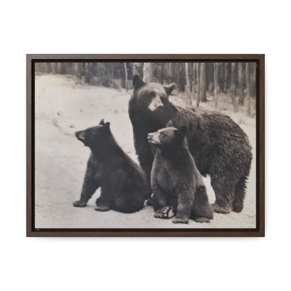 Yellowstone Black Bears Gallery Canvas Wraps