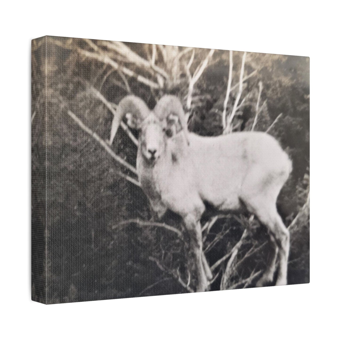 Yellowstone Big Horn Sheep Stretched Canvas