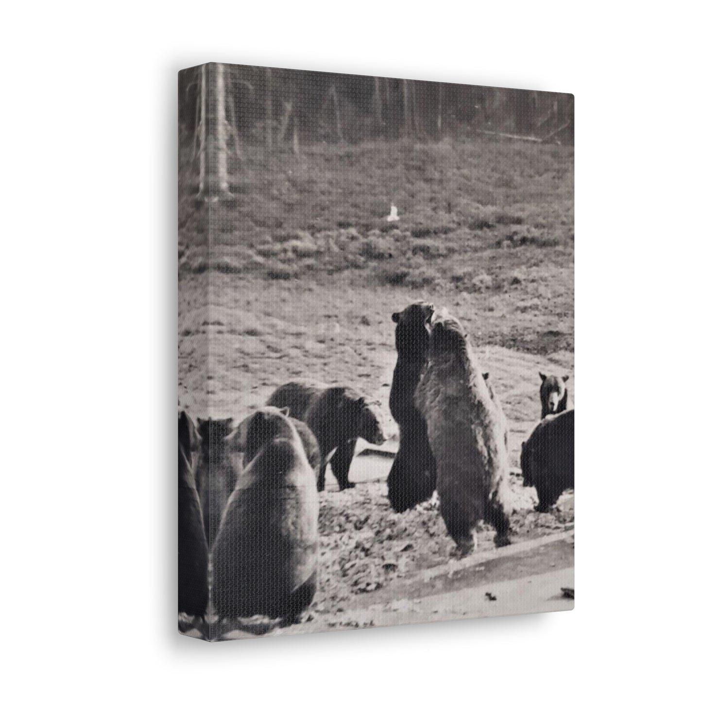 Yellowstone Grizzly Bears Canvas Gallery Wraps