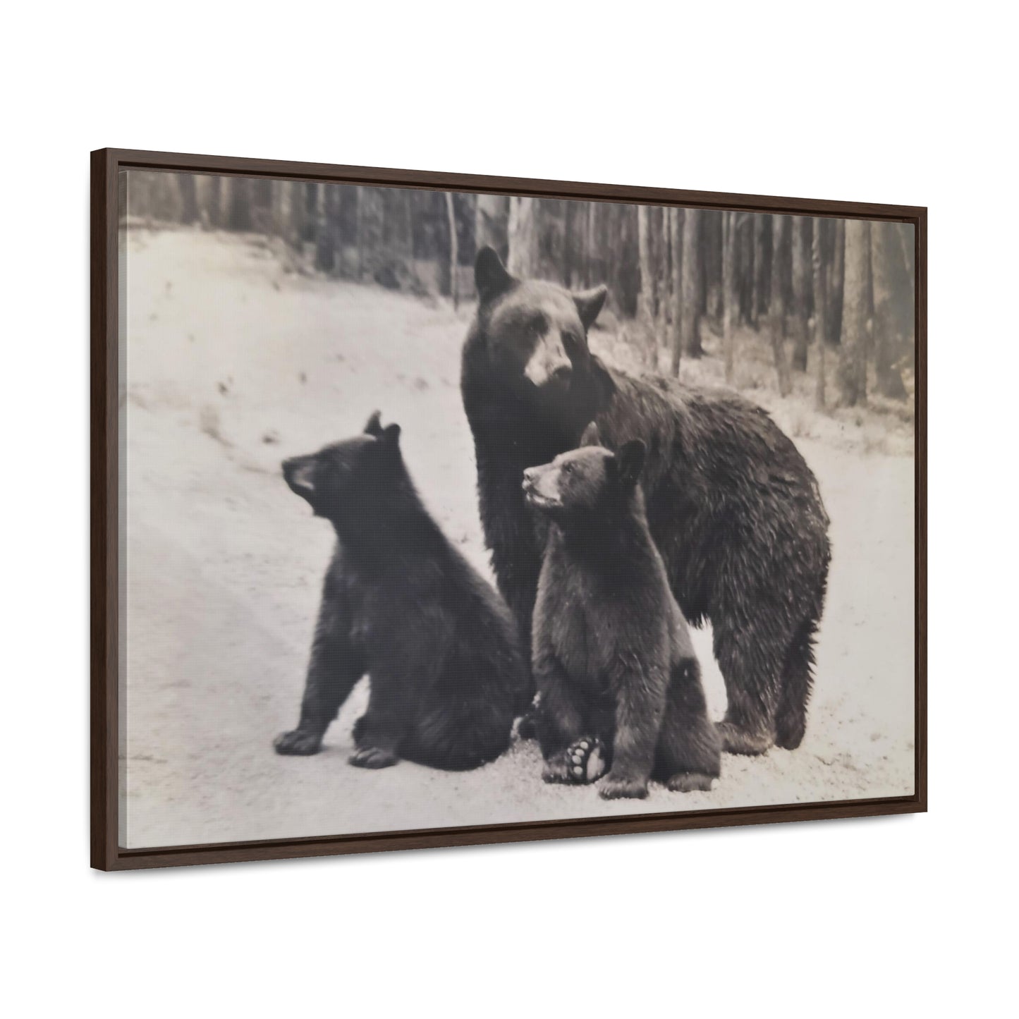 Yellowstone Black Bears Gallery Canvas Wraps, Horizontal Frame