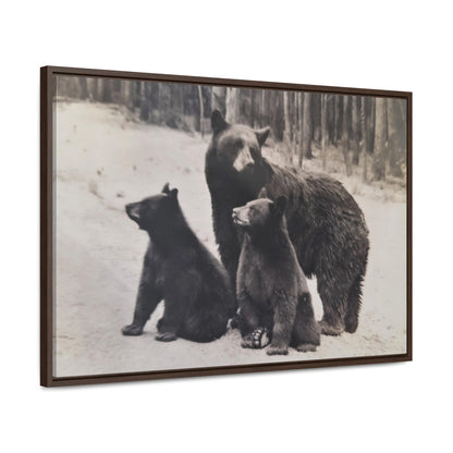 Yellowstone Black Bears Gallery Canvas Wraps