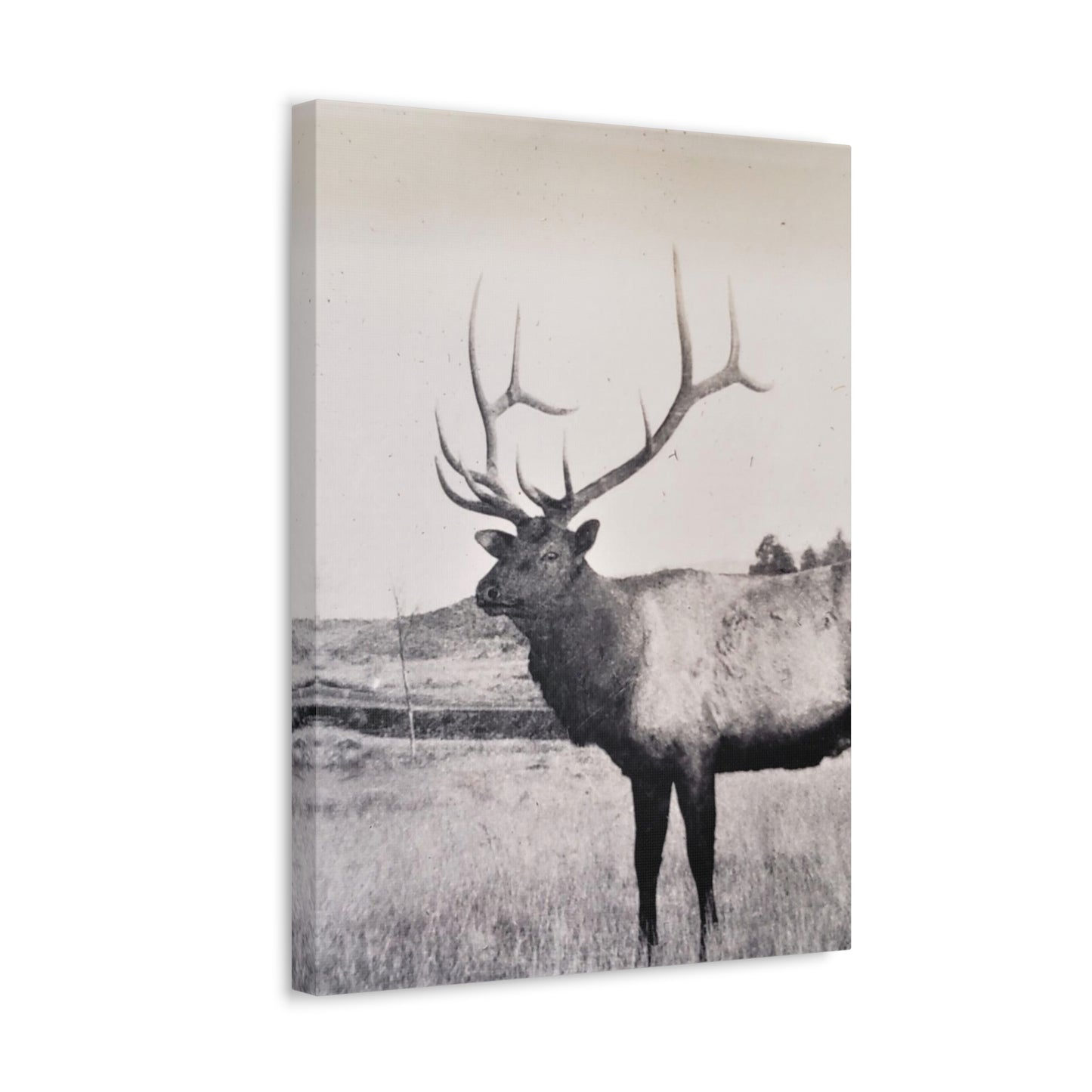 Yellowstone Bull Elk Stretched Canvas