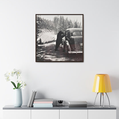 Yellowstone Bear Car Gallery Canvas Wraps Square Frame